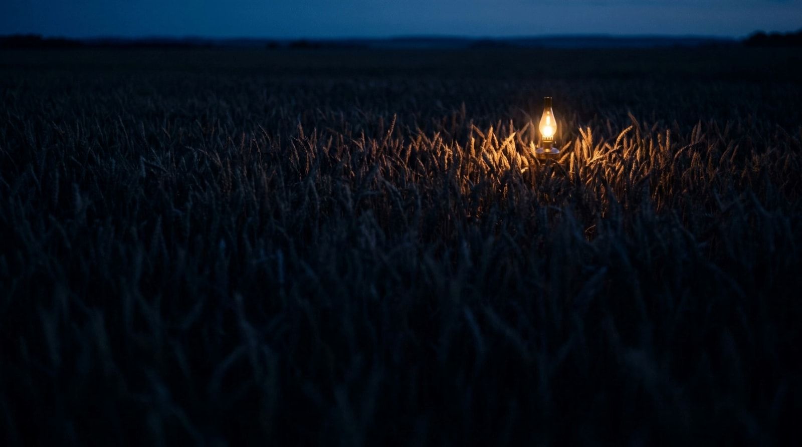 A single lamp burning at night in a wide field of ripe wheat.